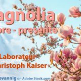 Magnolia Sempre Presente - unsere neueste Duftkreation